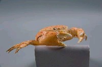 紅斑斗蟹藏品圖，第6張